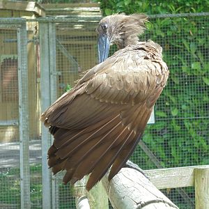 Hammerkop preening 2017