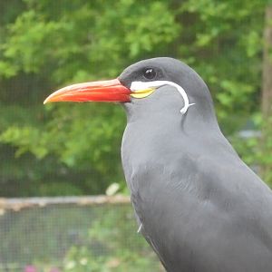 Inca Tern (not preening!) 2017