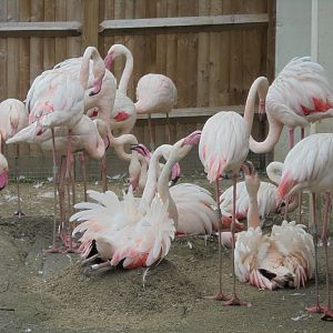 Nesting Greater Flamingos 2017