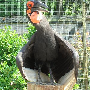 Sunbathing Ground Hornbill 2017
