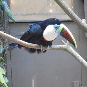 Red-billed Toucan 2017
