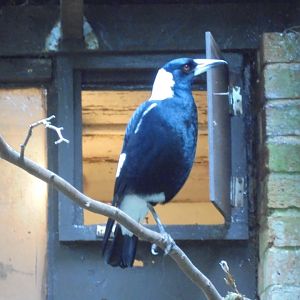 Australian Magpie 2017