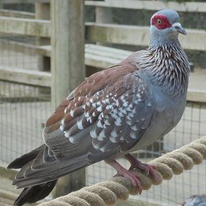 African Rock Pigeon 2017