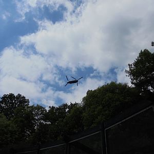 Another unexpected flying form - over the aviaries! 2017