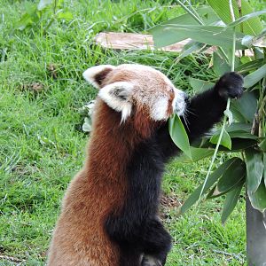 Red Panda