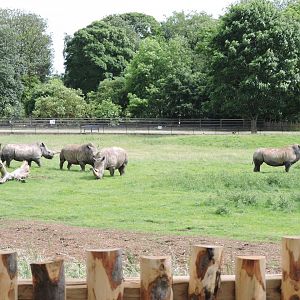 White Rhino from new viewing area