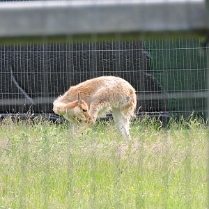 Vicuna in old Musk Ok enclosure