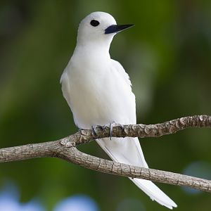 White Tern