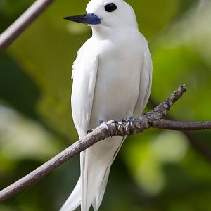 White Tern