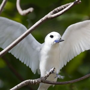 White Tern
