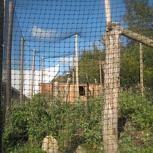 Randers Regnskov - Danmarksparken - King vulture aviary