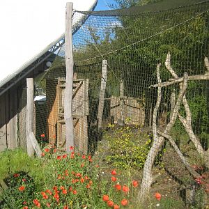 Randers Regnskov - Danmarksparken - Seriema aviary