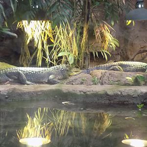 Spectacled Caimans
