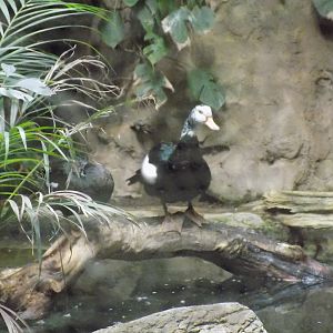 White Winged Wood Ducks