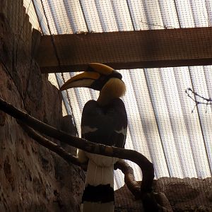 Great Hornbill
