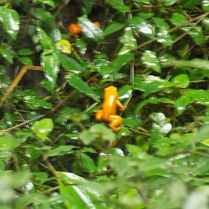 Golden Mantella