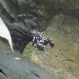 Marañón Poison Frog