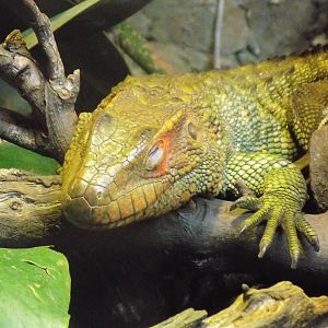 Northern Caiman Lizard