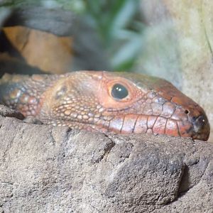Northern Caiman Lizard