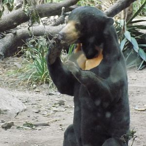 Malayan Sun Bear