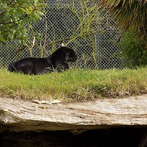 Melanistic Jaguar