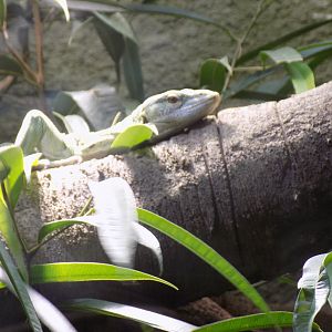 Green Tree Monitor