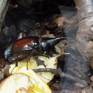 Rhinoceros Beetle