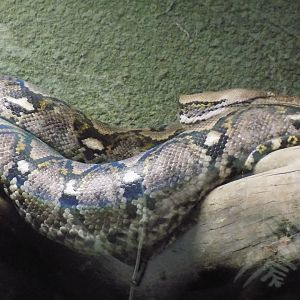 Reticulated Python