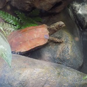 Black-Breasted Leaf Turtle