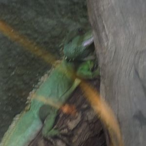 A Fellow Chinese Water Dragon