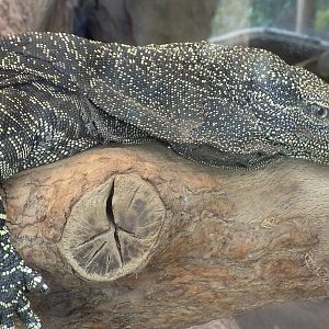 Crocodile Monitor