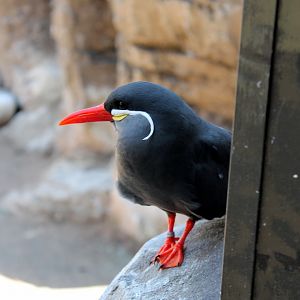 Inca Tern