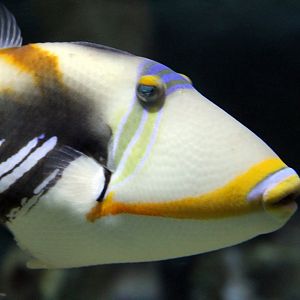 Picasso Triggerfish