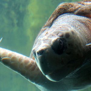 Loggerhead Turtle