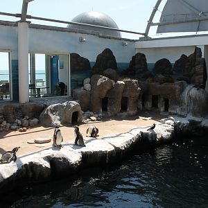 Penguin Exhibit