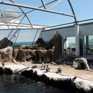 Penguin Exhibit