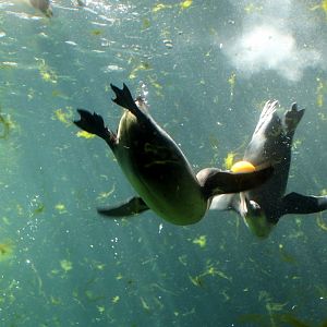 Penguins Underwater