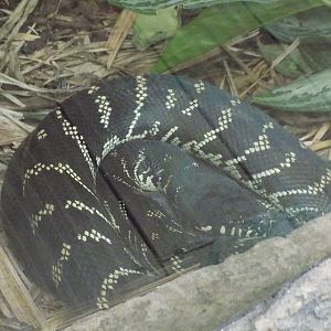 Boelen's Python