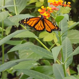 Monarch Butterfly