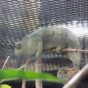 Panther Chameleon