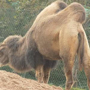 Domestic Bactrian Camel