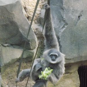 Moloch Gibbon and Young