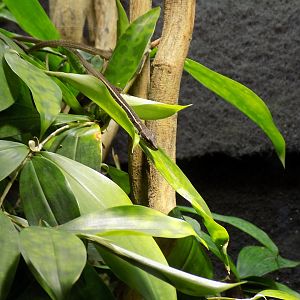 Six-Lined Grass Lizard