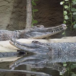 False Gharials
