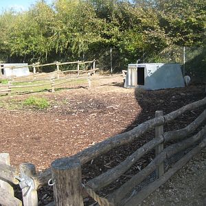 Randers Regnskov - Danmarksparken - Pig pen