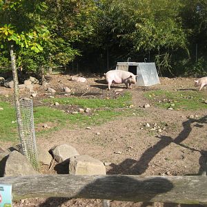 Randers Regnskov - Danmarksparken - Pig pen