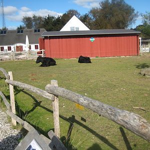 Randers Regnskov - Danmarksparken - Cattle pen