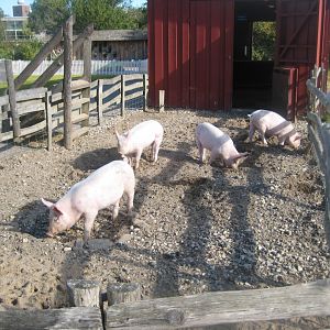 Randers Regnskov - Danmarksparken - Pig pen