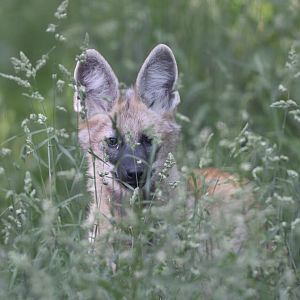 Maned wolf cub