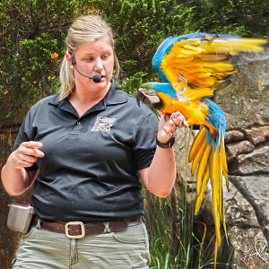 Jun. 2017 - Wings Of Wonder - Blue-and-Gold Macaw